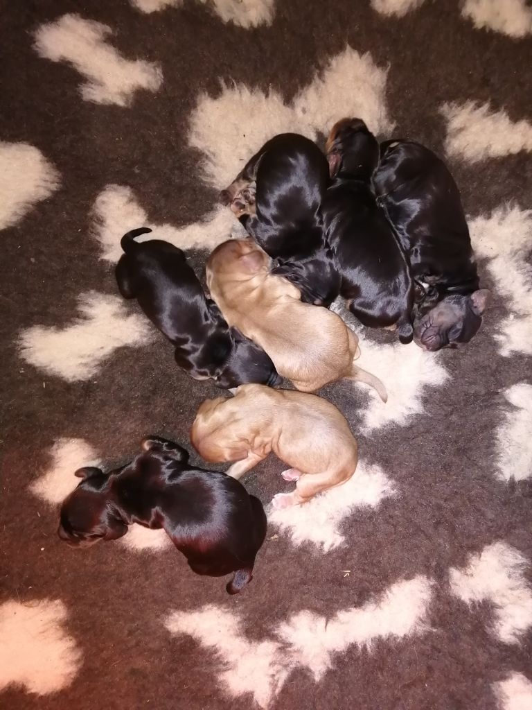 Chiot perle 2022